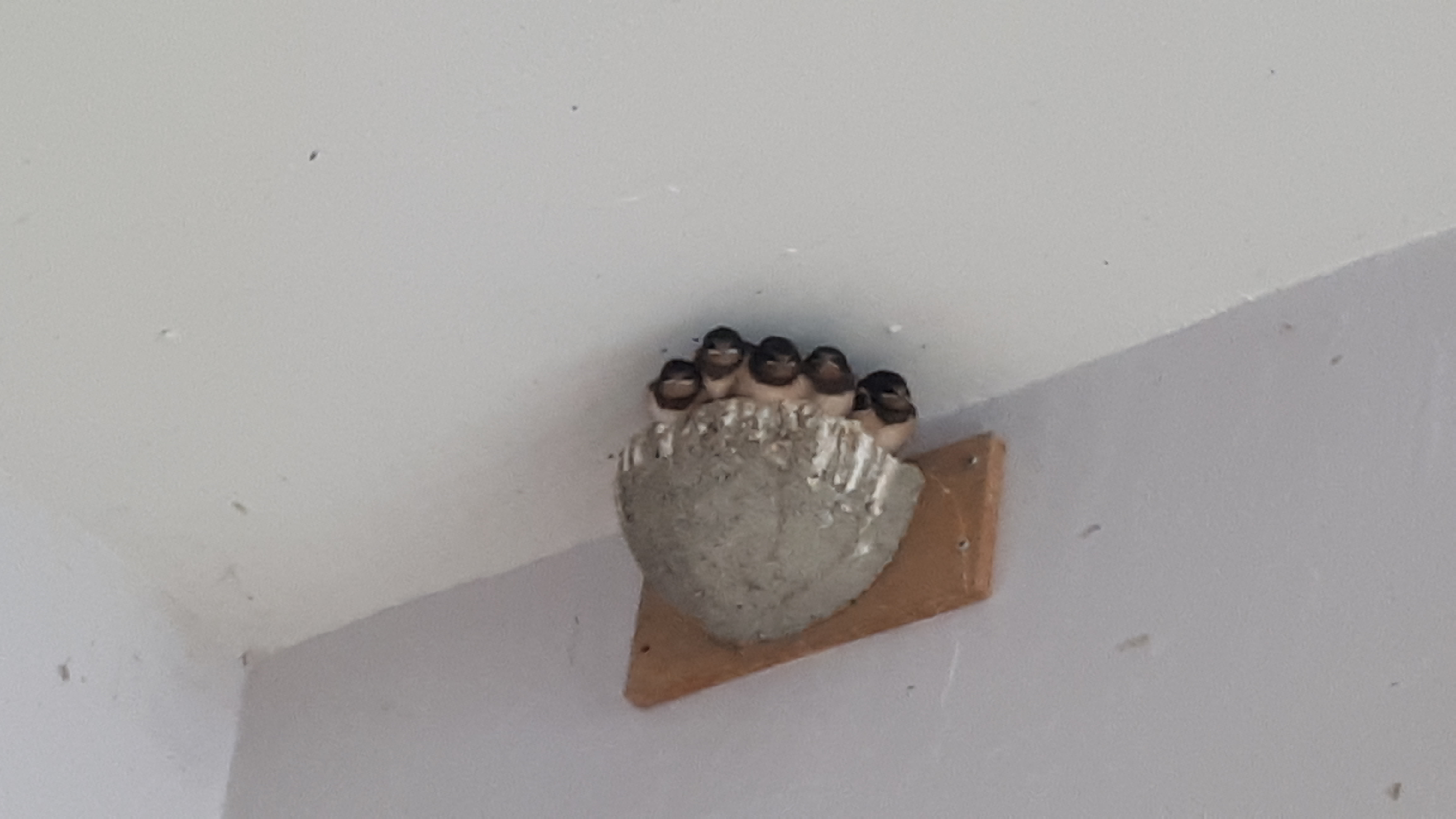 Rauchschwalben Nest